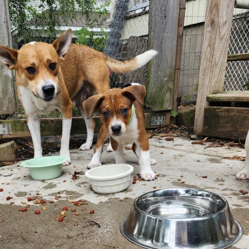 DAVID - Mixed Breed (Medium) available for adoption