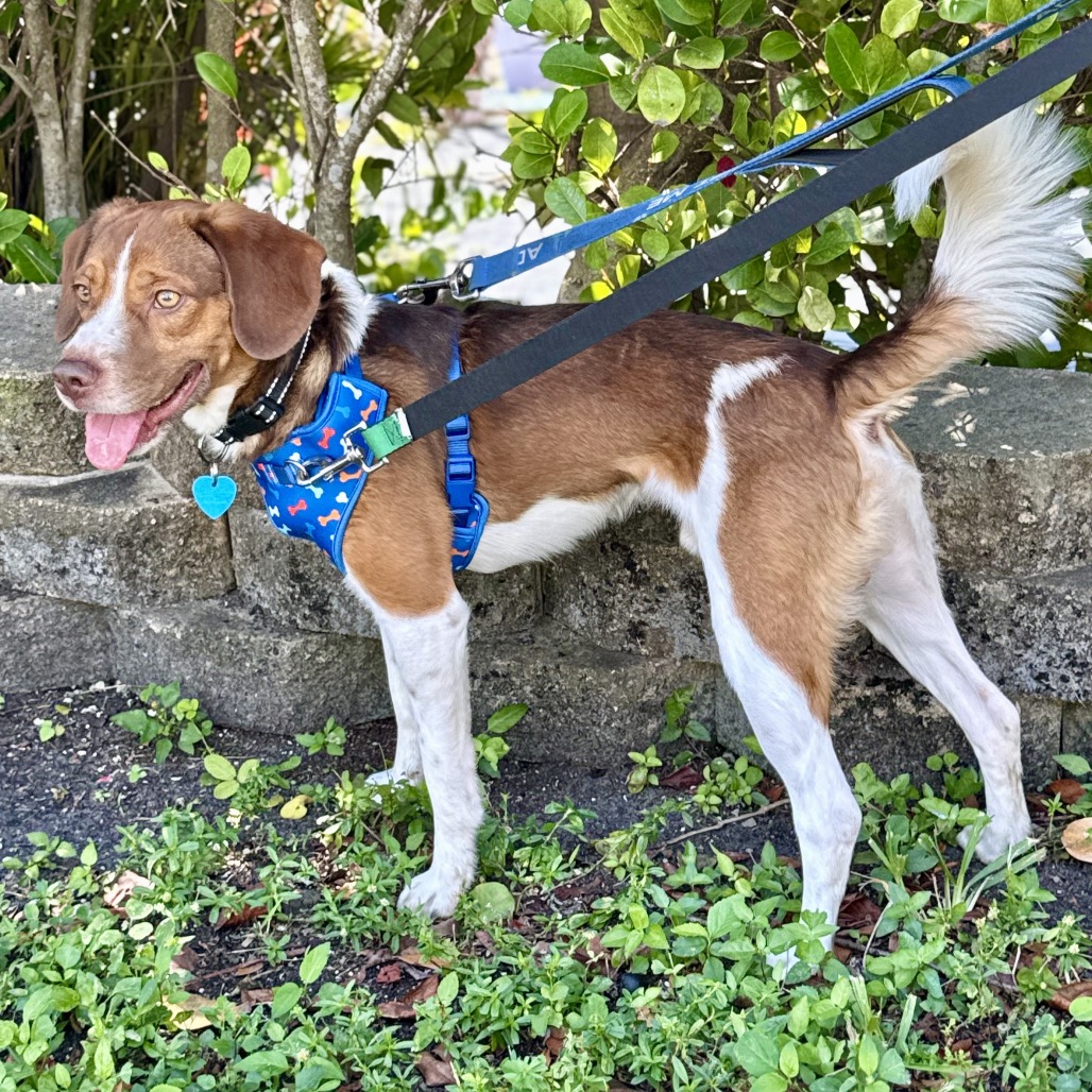 Photo of Red playing