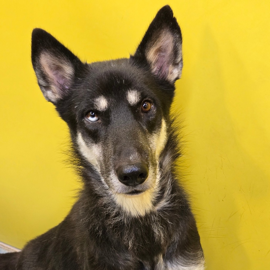 POPPY (MAMA SMURF) - Shepherd available for adoption
