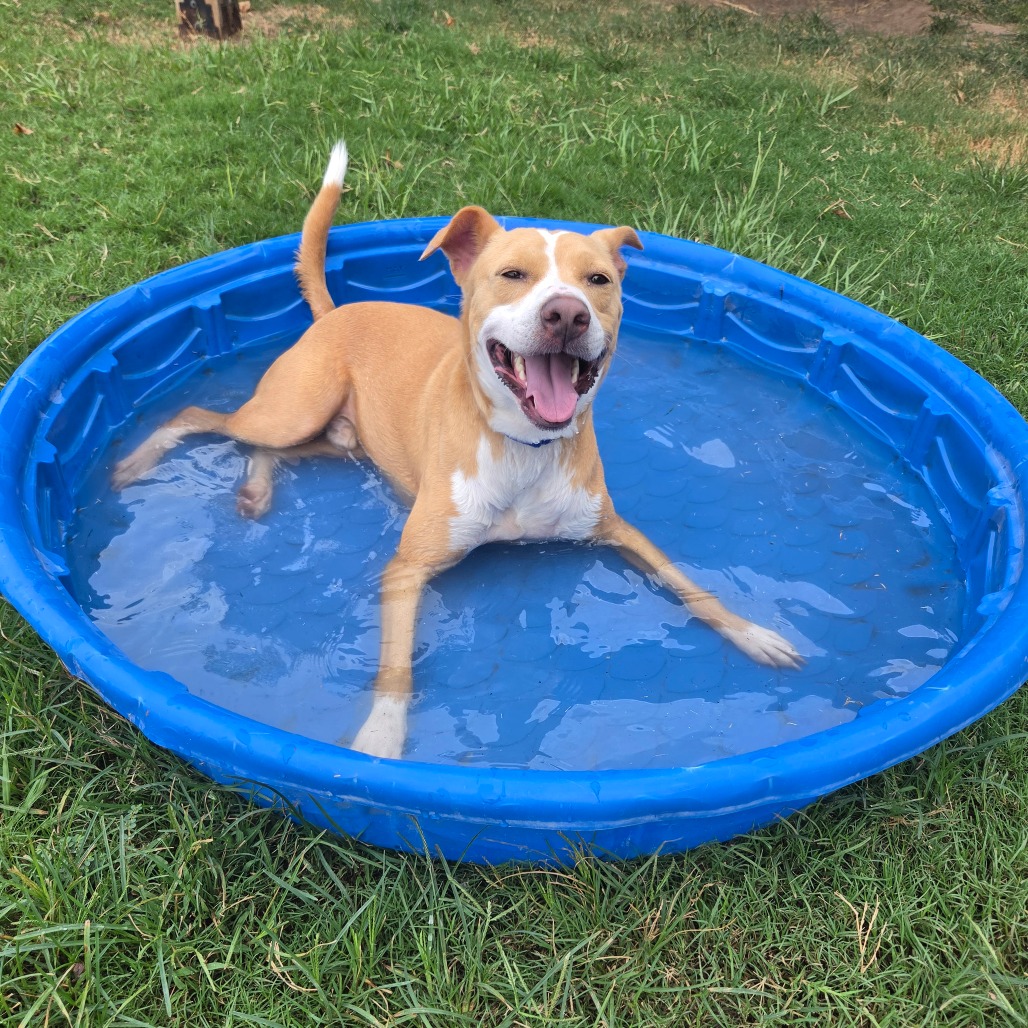 MAX (HERMES) - Terrier / American Staffordshire available for adoption