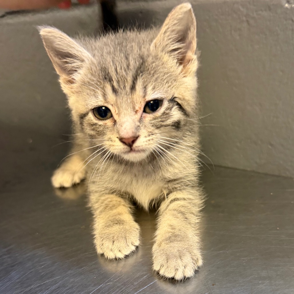 Tusc Stray 84514 2 3