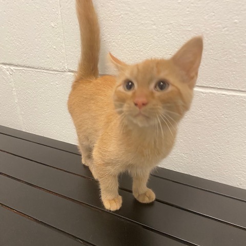 CHEETO - Domestic Shorthair available for adoption