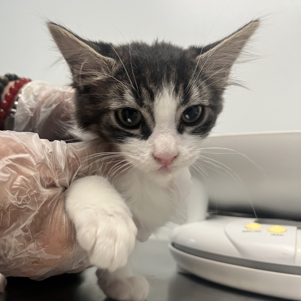KOA RIVER - Domestic Medium Hair available for adoption