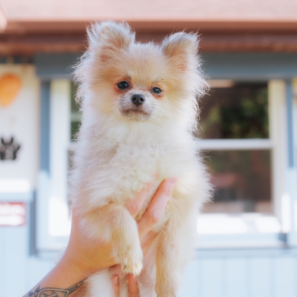 Pomeranian