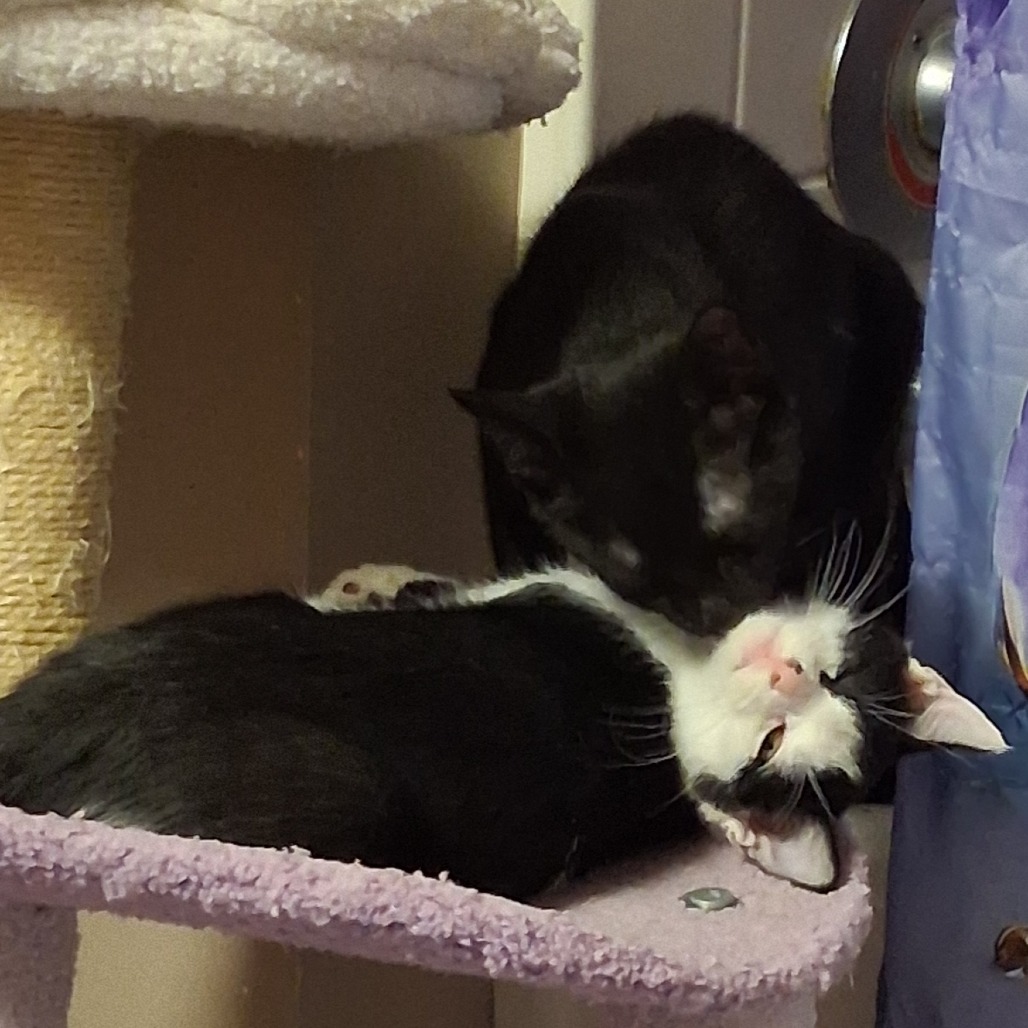 Eclipse & Crescent *Bonded Pair*, photo 3