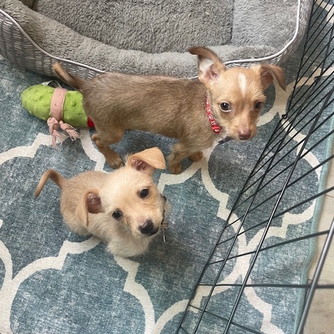 Mars — thumbnail 3