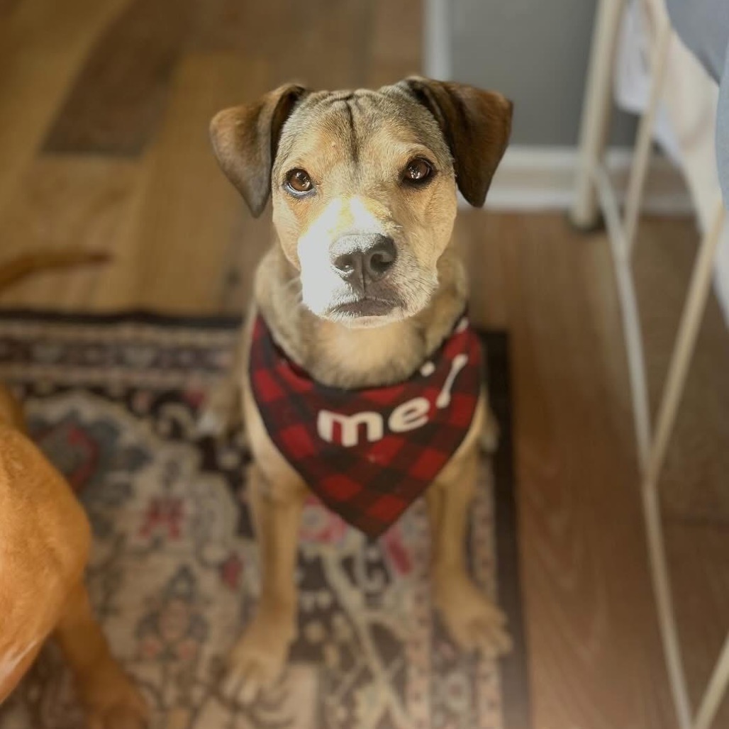 Christian is available for adoption at Take Paws Rescue