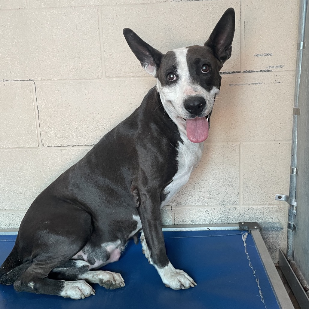 Chula, available for adoption at PVAS