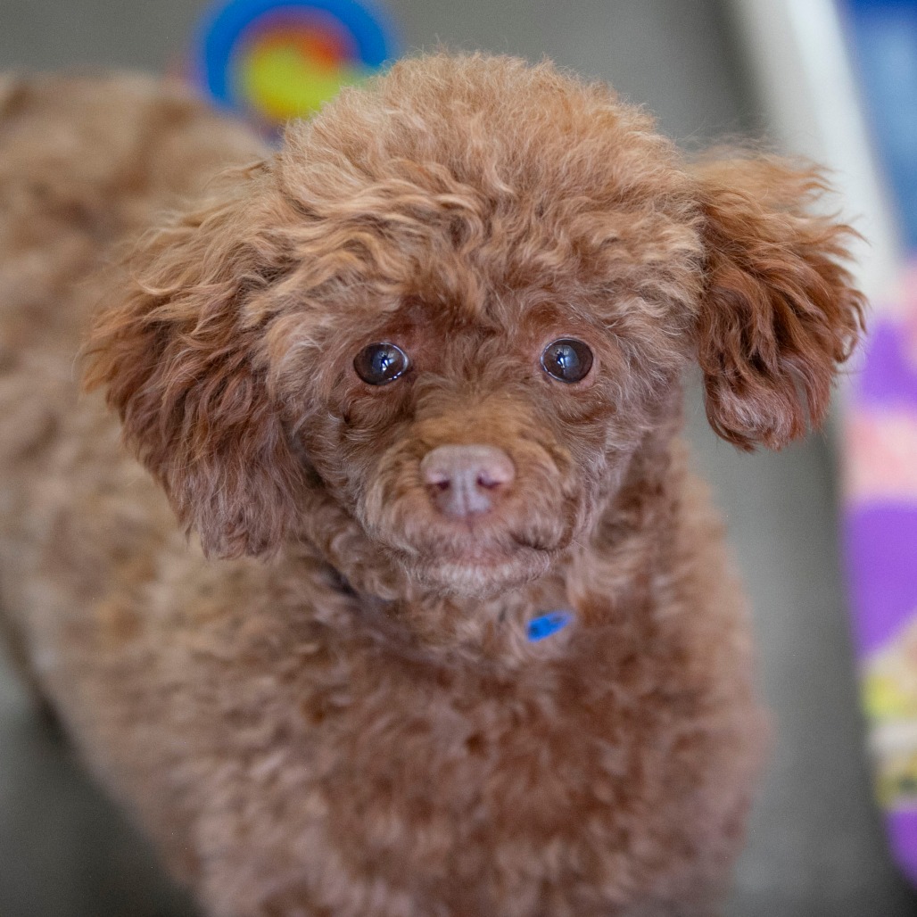 Chase (F26-05), photo 11