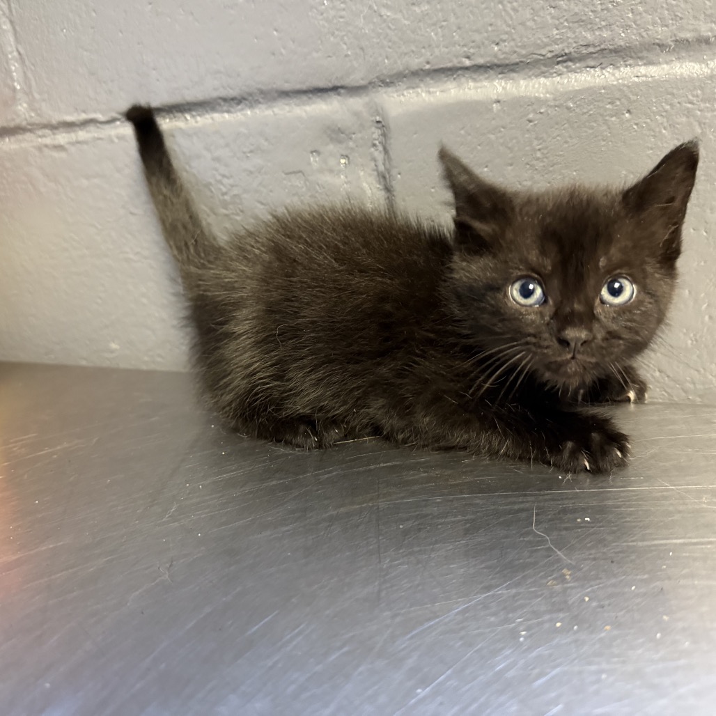 Tusc Stray 84654 2