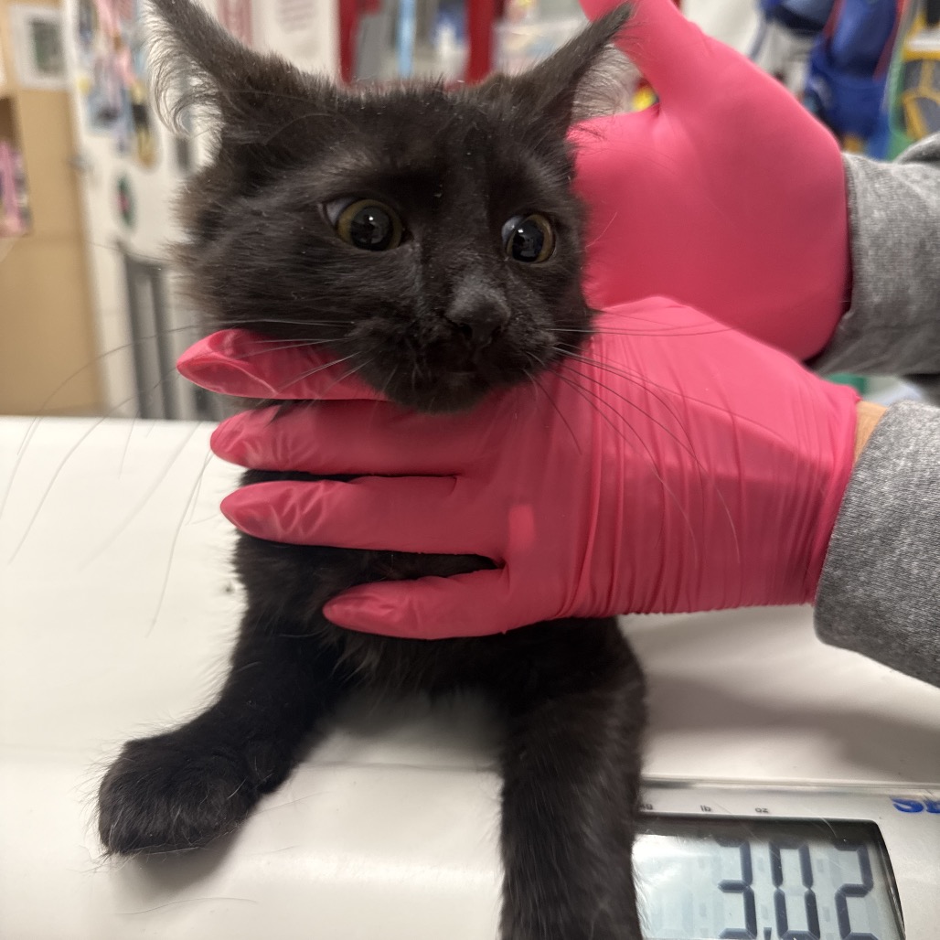 EMBER - Domestic Longhair available for adoption