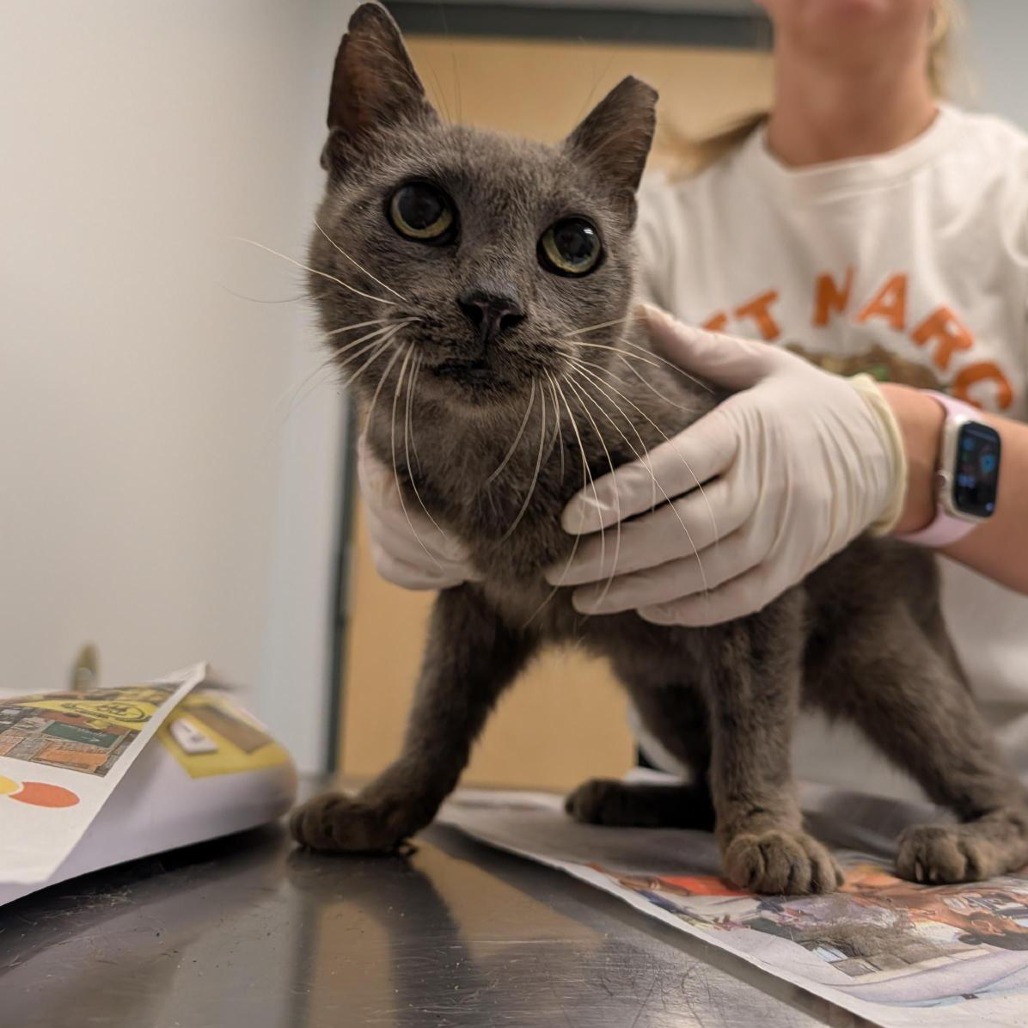 JINGLE - Domestic Shorthair for adoption in Jacksonville