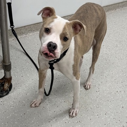 Stella — thumbnail 11