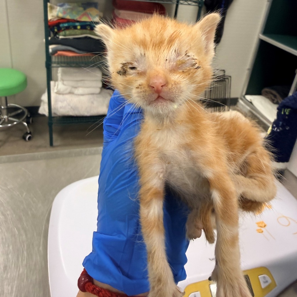 GINKO - Domestic Shorthair available for adoption