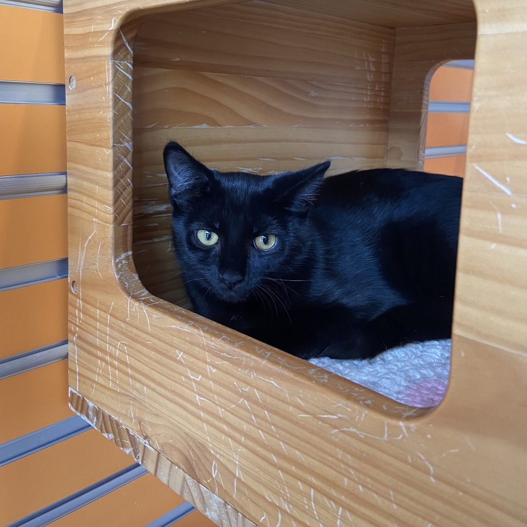 OBSIDIAN - Domestic Shorthair available for adoption