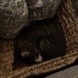 Camouflage--In Foster, photo 12