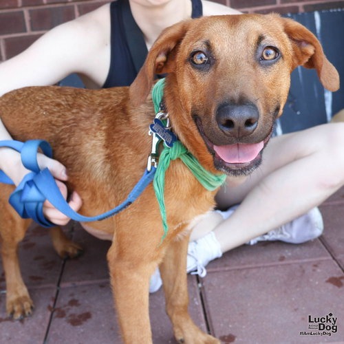 RED - Shepherd, Australian / Mix available for adoption