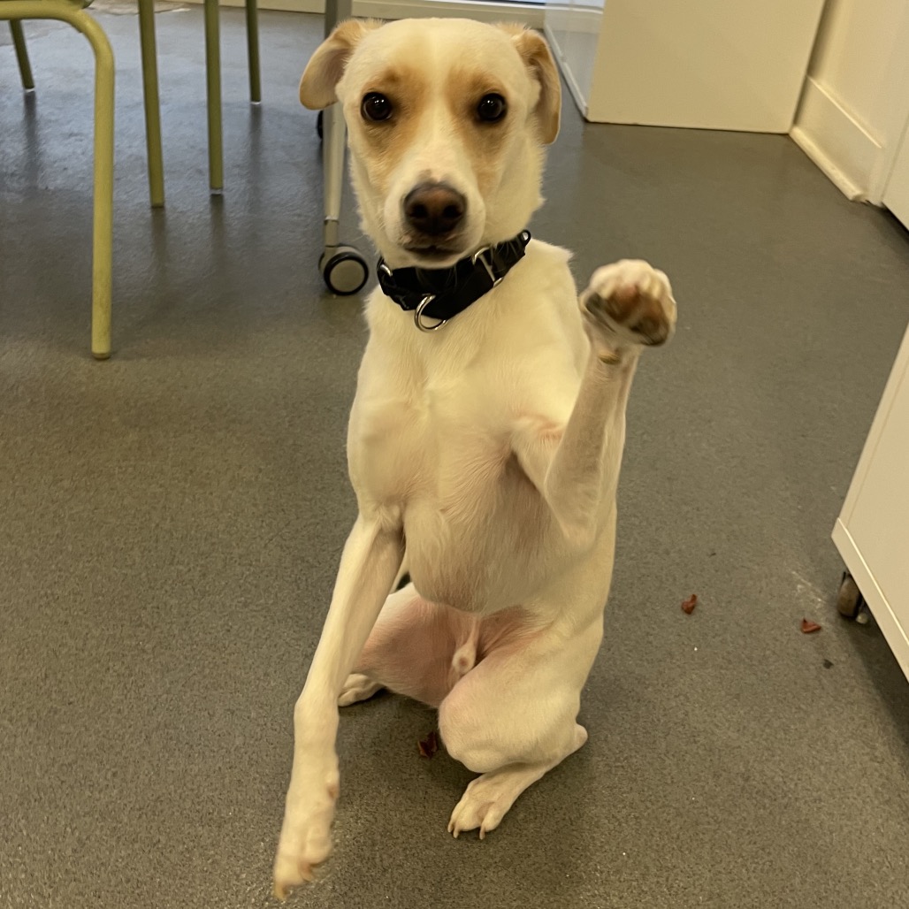 Tyrone — thumbnail 5