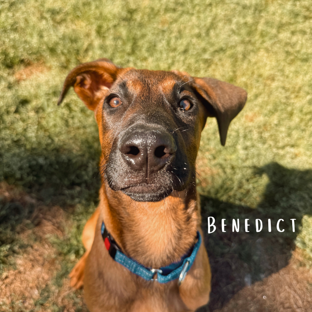 Benedict 03-0803, photo 13