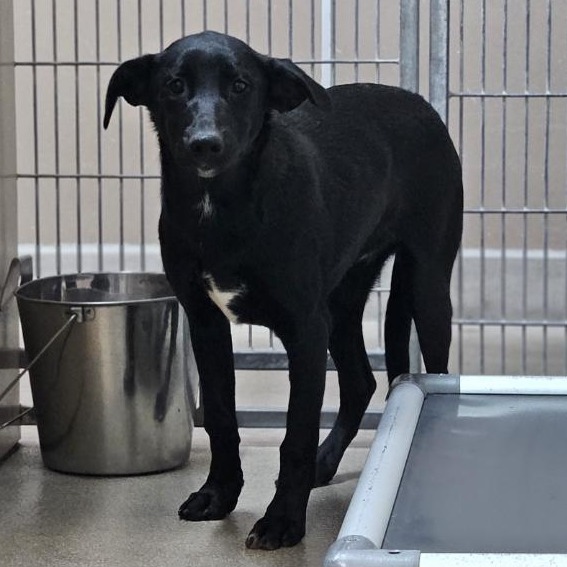 Kennel#15 Aria's preview photo