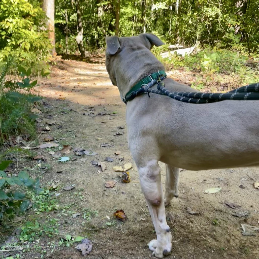 Apollo, photo 9