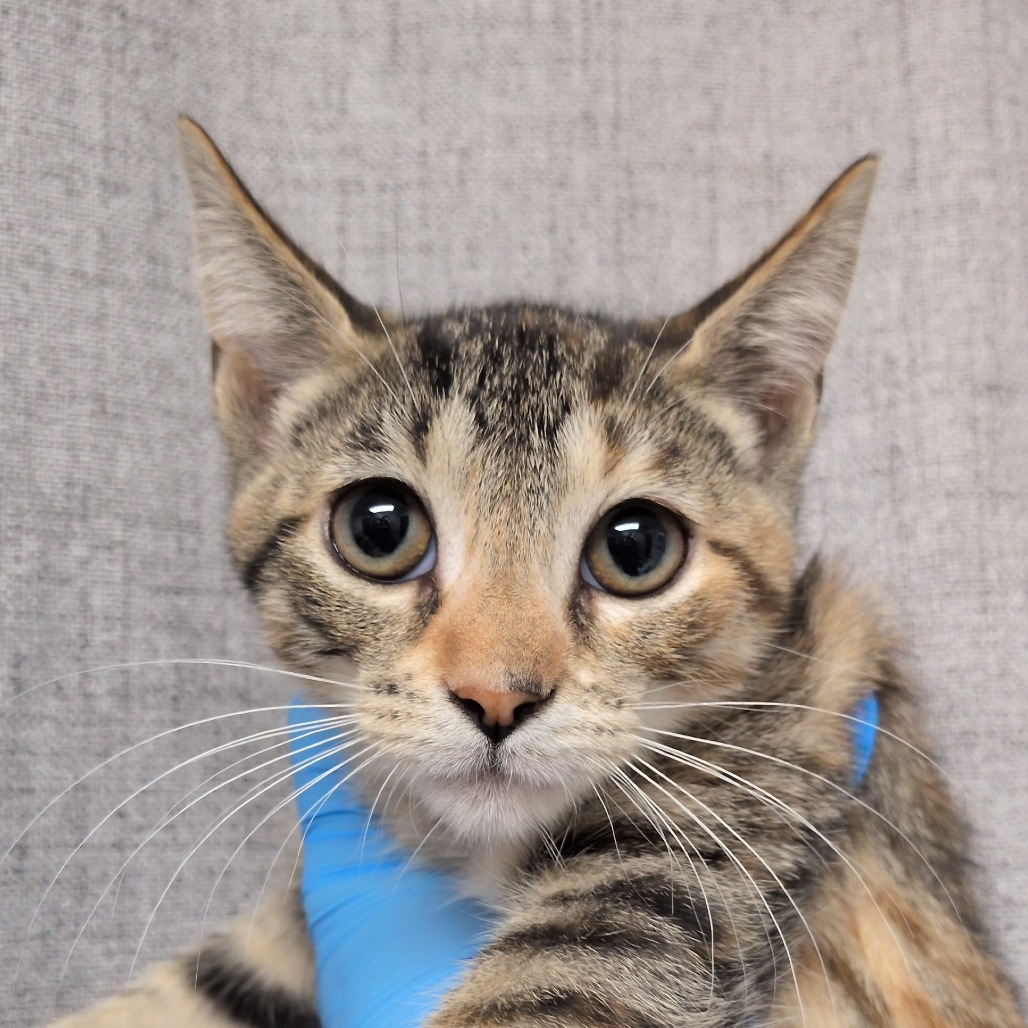 LILAC - Domestic Shorthair / Mix for adoption in Hattiesburg