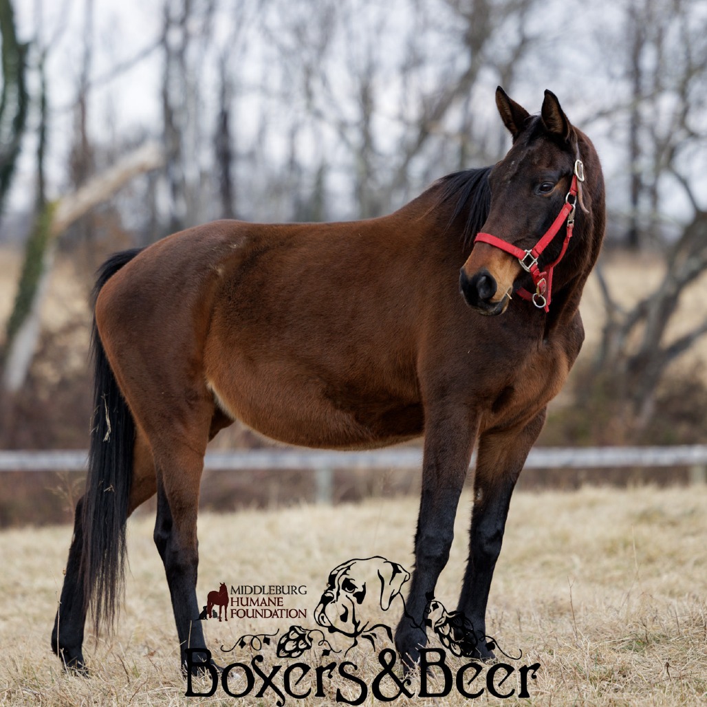CHILI - Oldenburg available for adoption