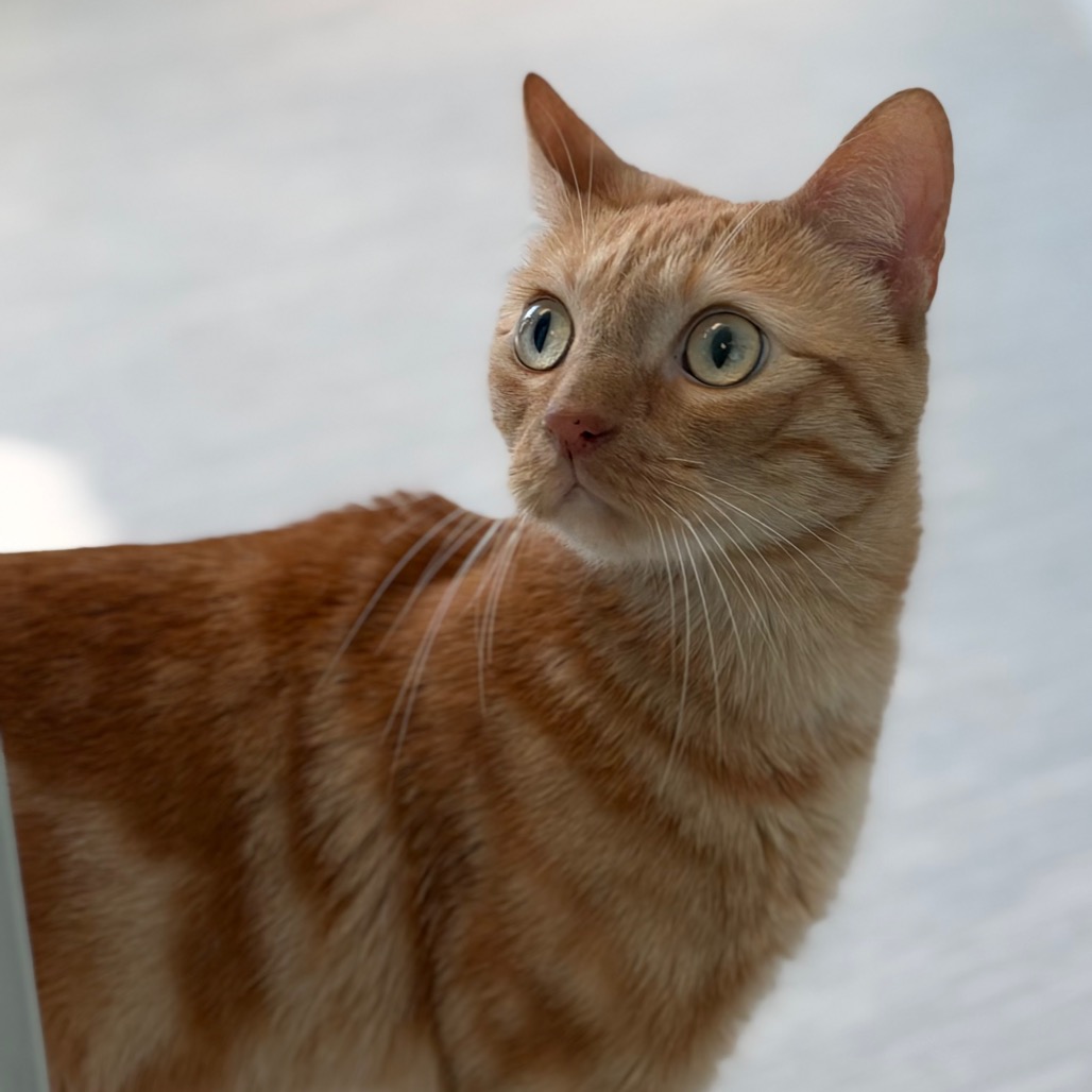 Murphy