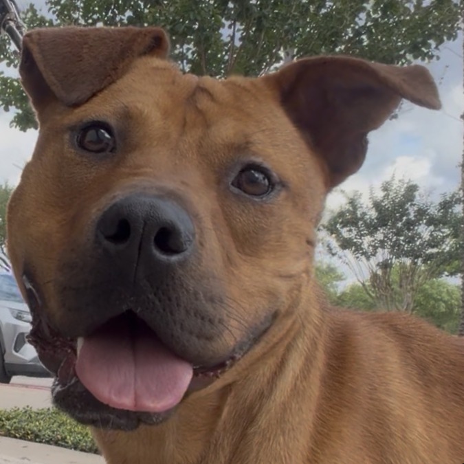 Mocha, adoptable Terrier, American Pit Bull/Mixed Breed (Large) at Lifeline of Galveston County