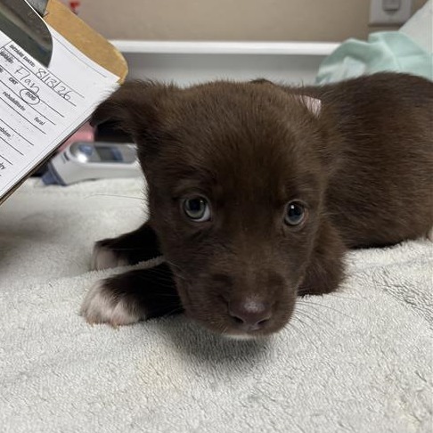 FLAN - Mixed Breed (Medium) / Mixed Breed (Small) available for adoption