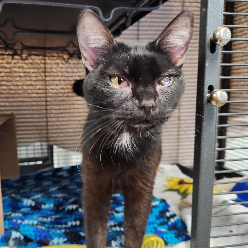 Moonlight — thumbnail 3