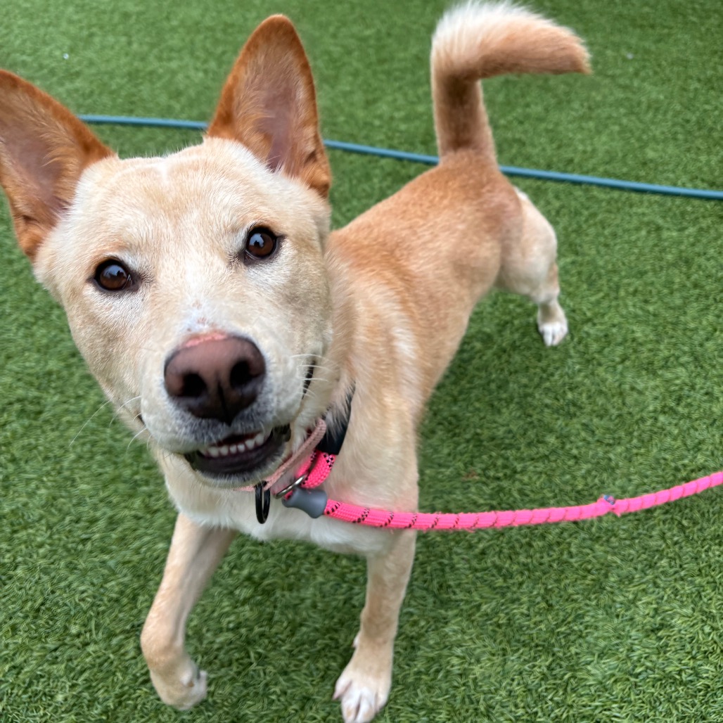 DINGO - Mixed Breed (Medium) available for adoption