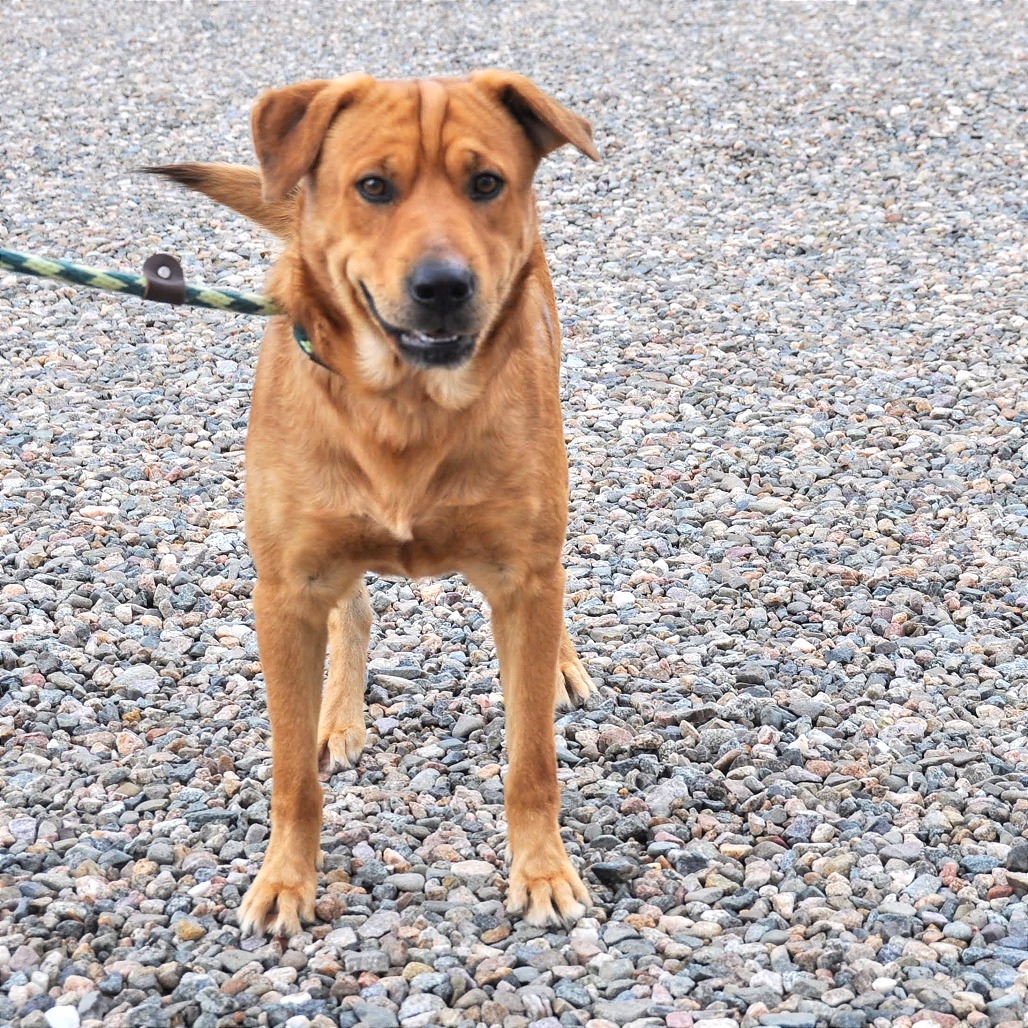 Clifford — thumbnail 4