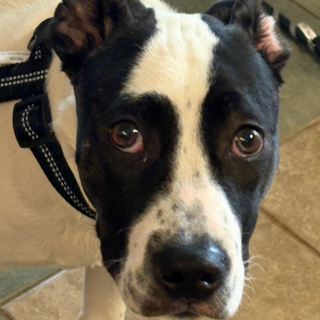 Peter Pan — thumbnail 10