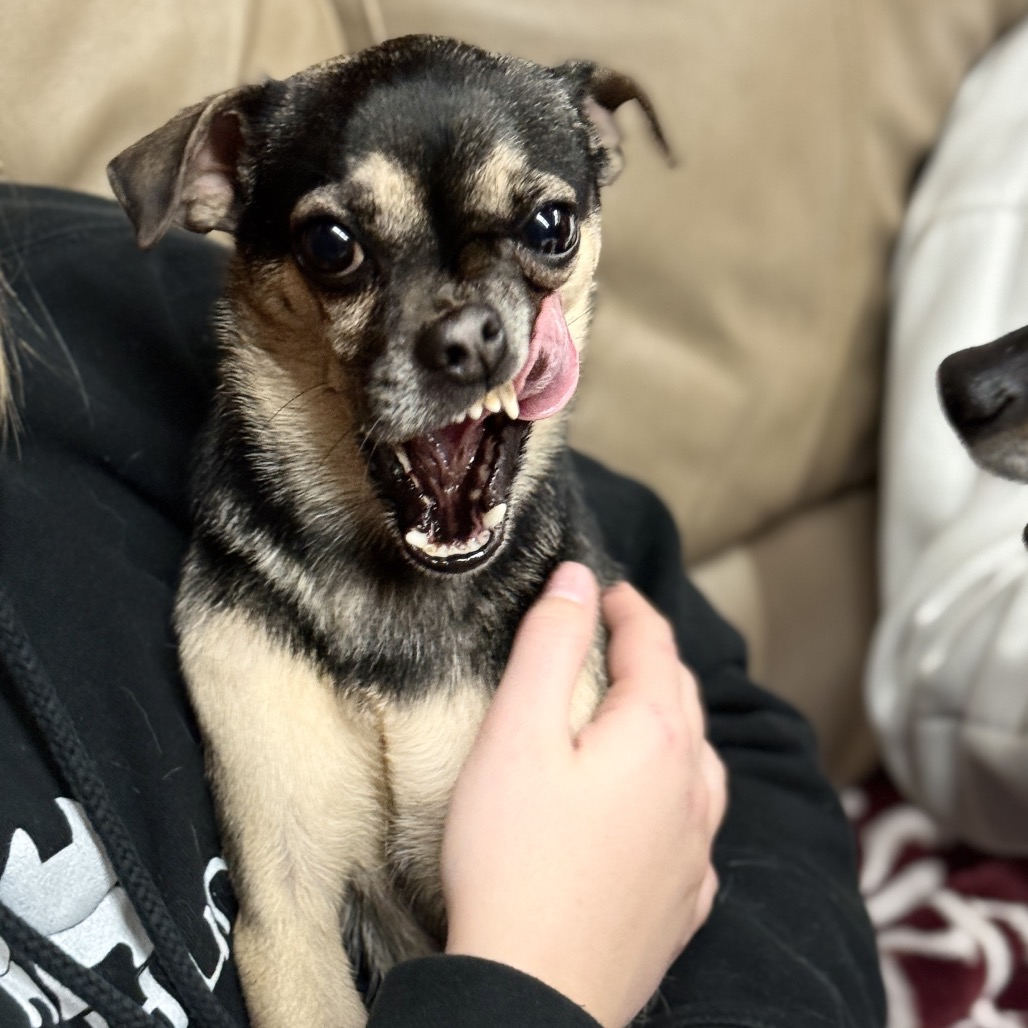 Serena — thumbnail 3