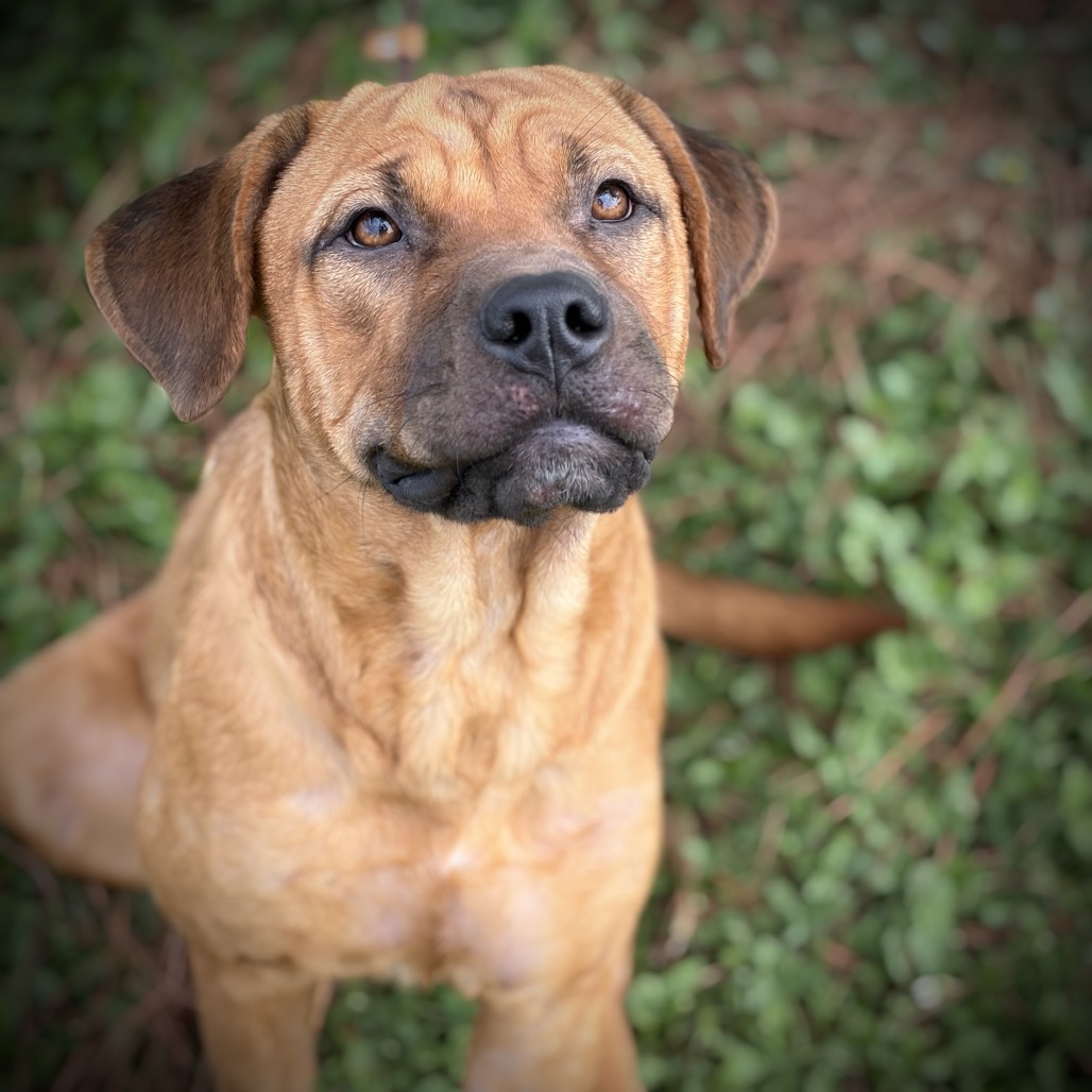 Athena 26-09-108