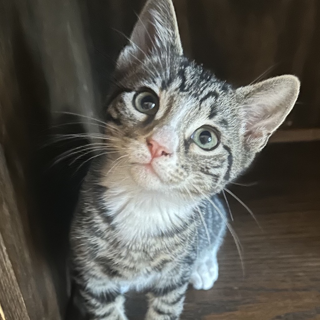 CANDY CORN - Domestic Shorthair / Mix available for adoption