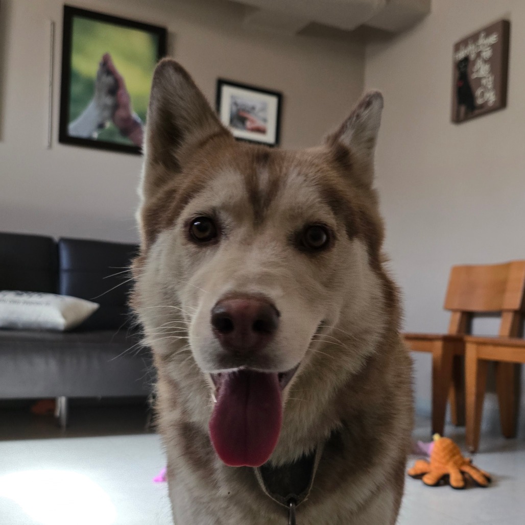 Cinnamon, photo 13