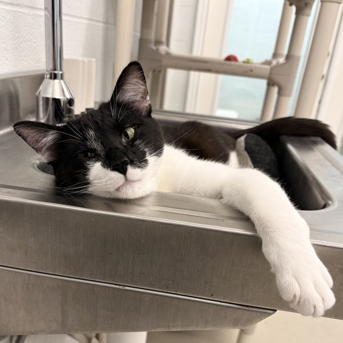 TRUCKER - Domestic Shorthair available for adoption