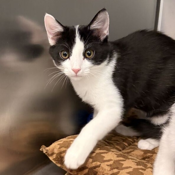 ORI - Domestic Shorthair available for adoption