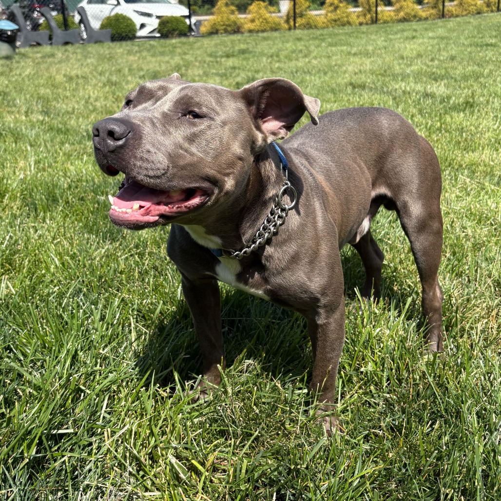 DWAYNE - Terrier / American Pit Bull available for adoption