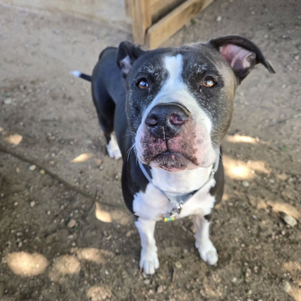 Stella, additional photo