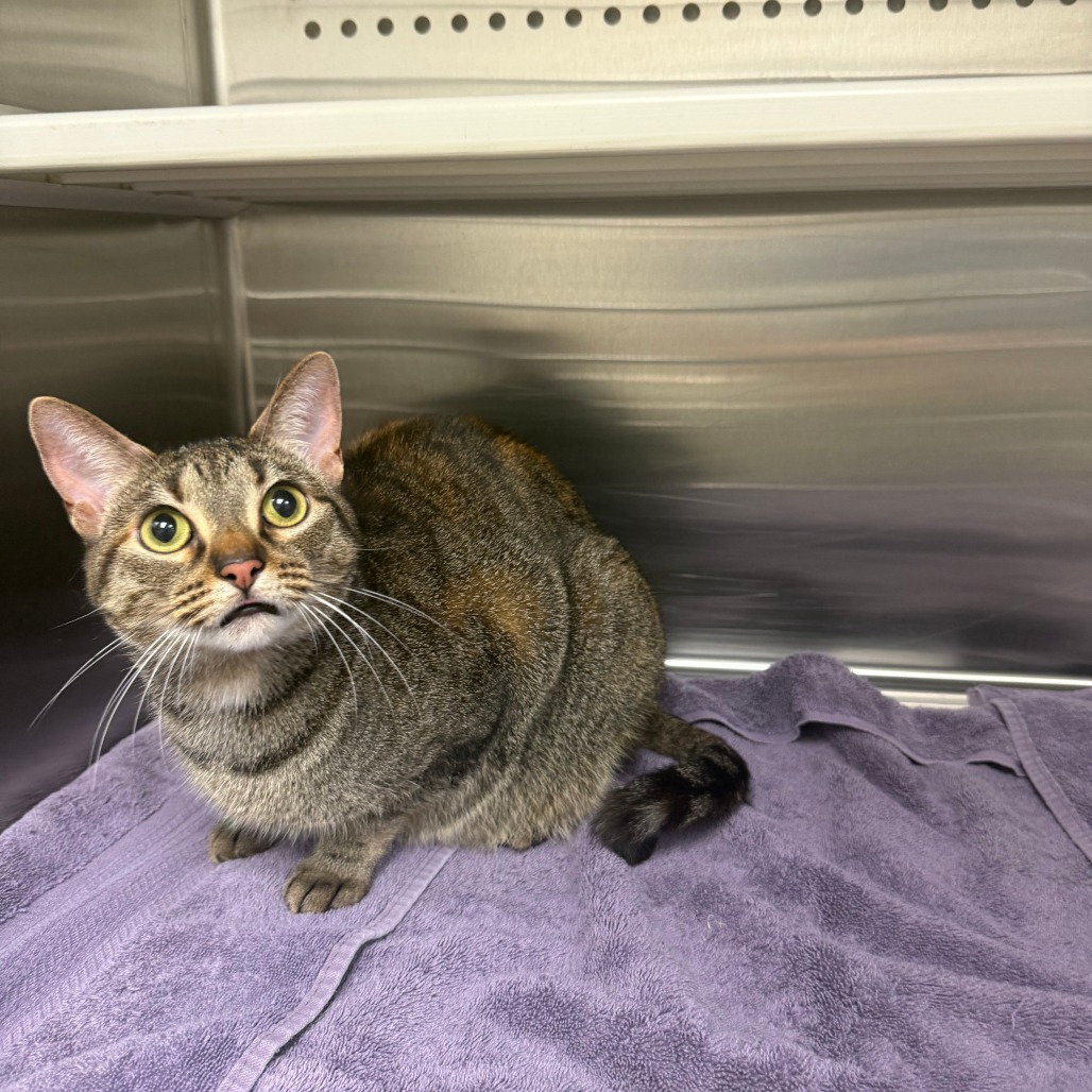 BELL PEPPER - Domestic Shorthair / Mix available for adoption