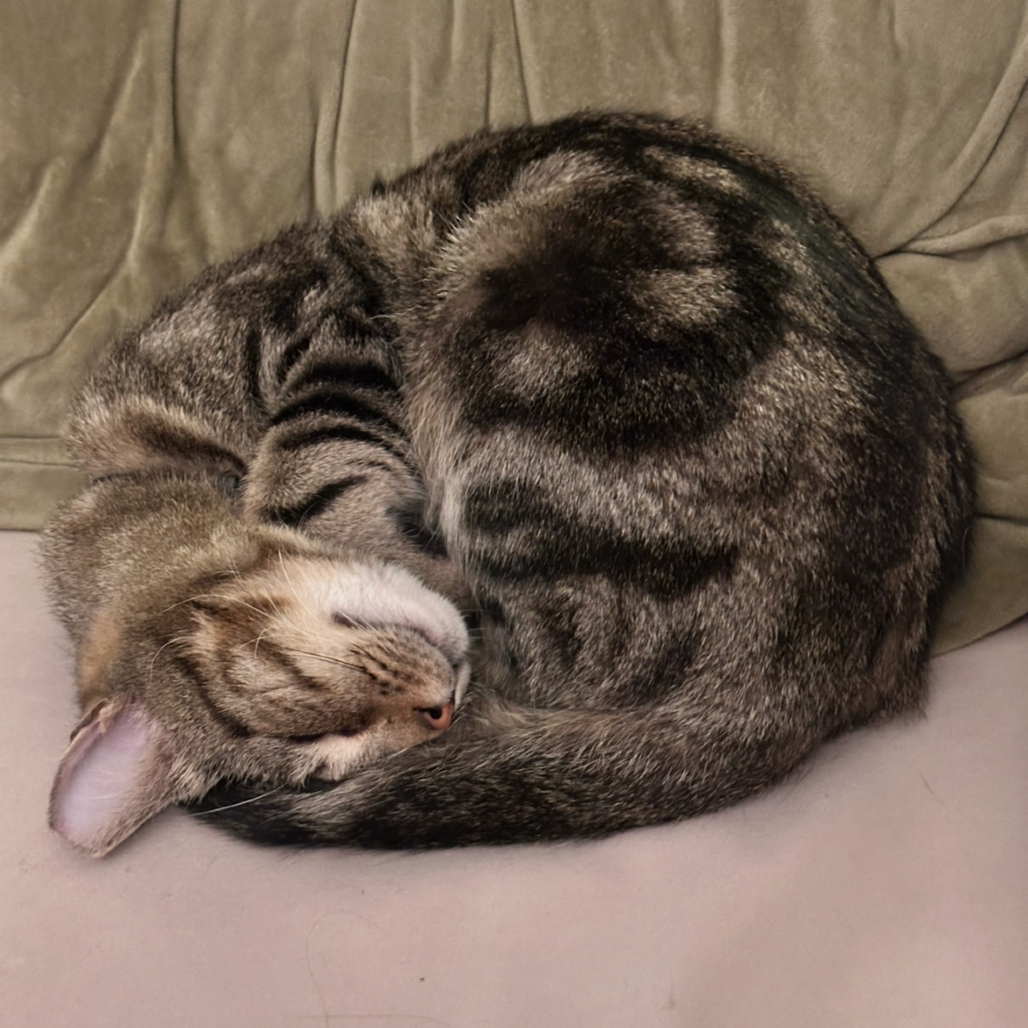 Suki — thumbnail 4