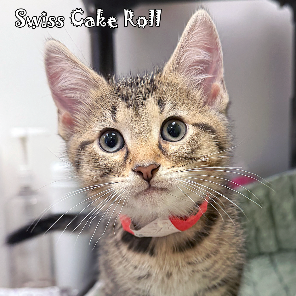 Swiss Cake Roll, an adoptable cat