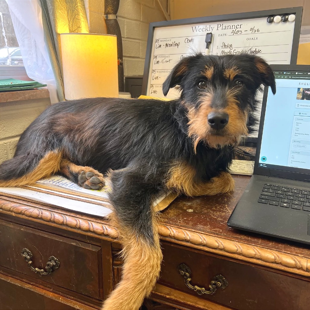 Freddie Mercury Stray Hold 3/1