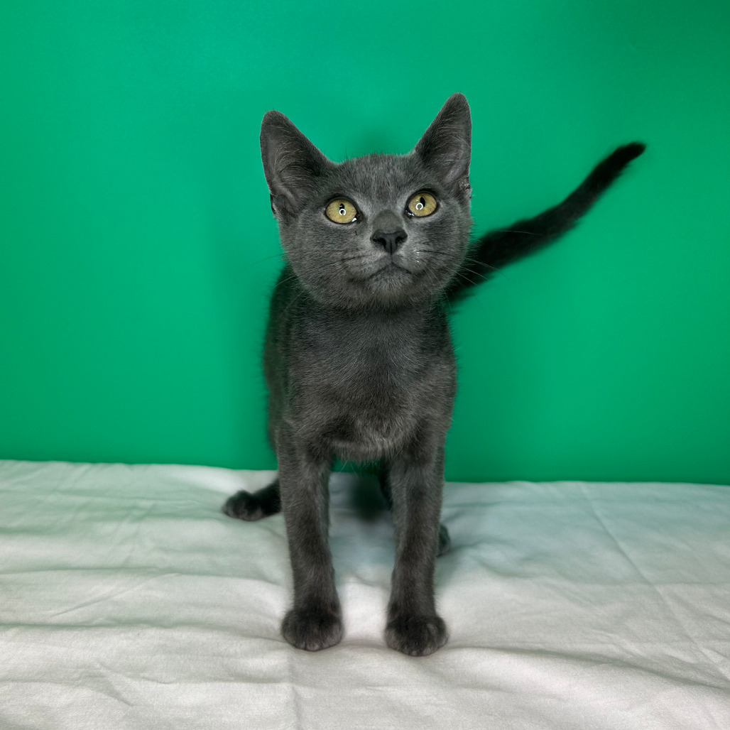 MARLIN - Domestic Shorthair / Russian Blue available for adoption