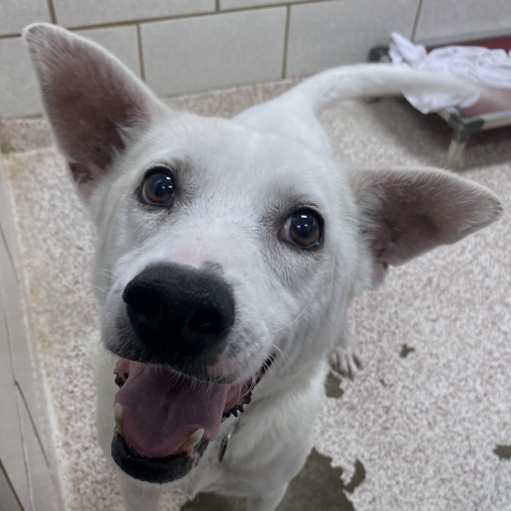 NORMAN - Shepherd available for adoption
