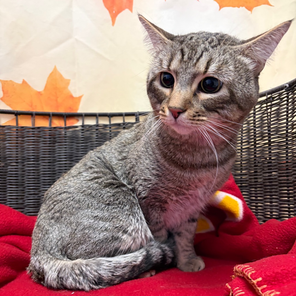 BOO - Domestic Shorthair available for adoption