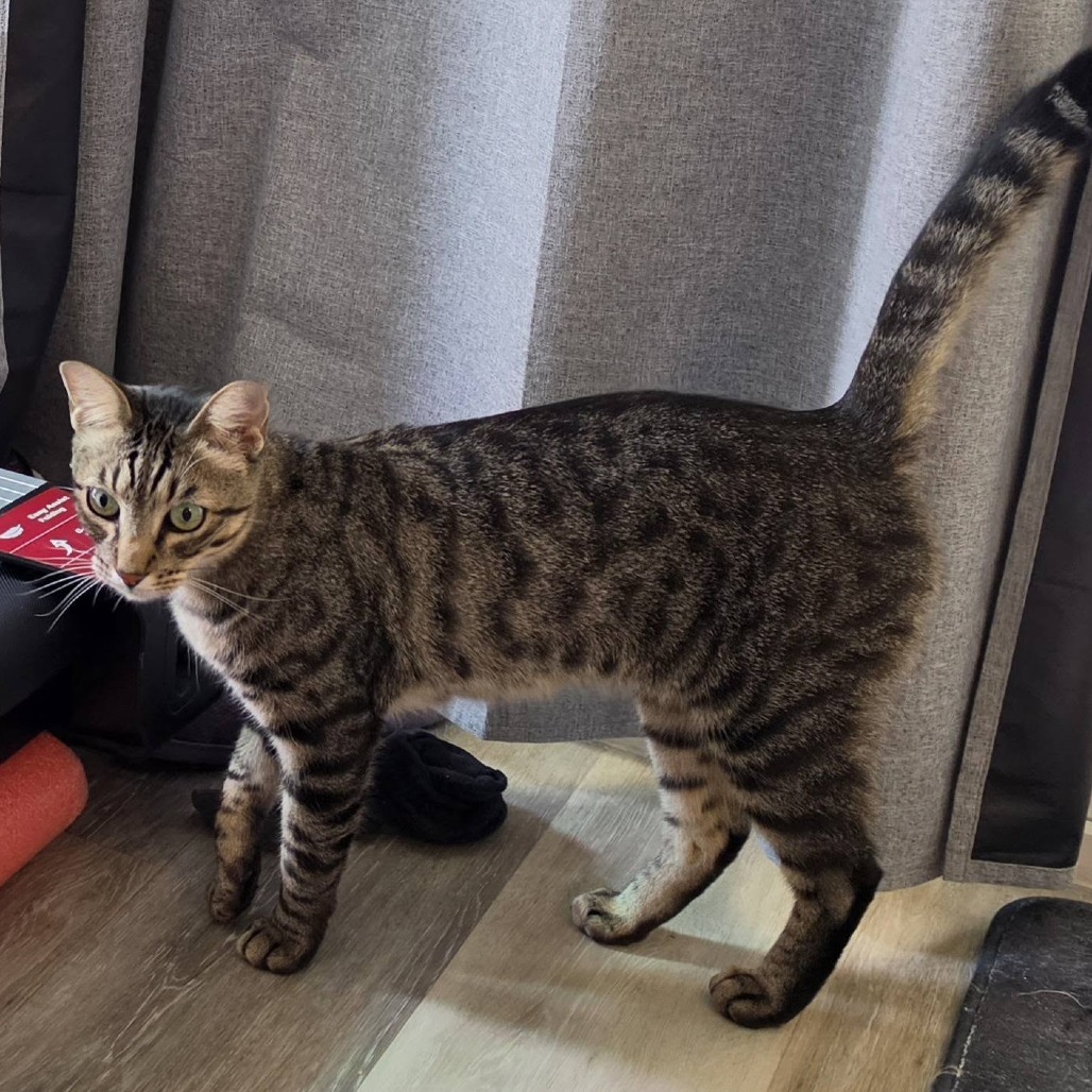 BATMAN - Domestic Shorthair available for adoption